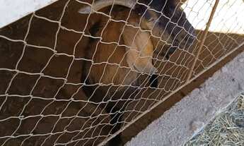 Imagem 7: Chácara Parque Estadual da Cantareira