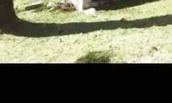 Imagem 2: Terreno chácara 26.000 M2 Colombo