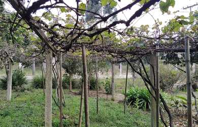 Imagem 2: Sítio Zaduski Chácara com venda por R$250.000