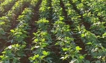 Imagem 2: Área à venda, 580800 m² por R$ 3.500 por Saca de Soja - Zona Rural - São Pedro do Iguaçu/P