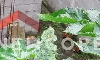 Imagem: Lote em Rua Maçaranduba - Alves Dias