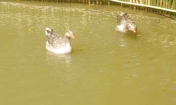 Imagem 3: Chácara Ibiúna - Vargem do Salto