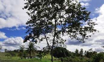 Imagem 5: Roça de Cacau / Sítio em Laje - Bahia