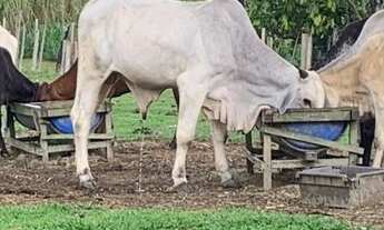 Imagem 4: Venda de uma belíssima e ampla fazenda/ Por 450mil à vista