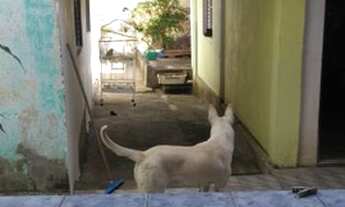 Imagem 5: Excelente Localização - Terreno 321m² - Vila Formosa