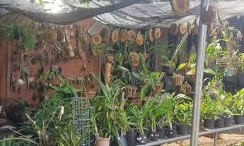 Imagem 5: Orquidário ecomerce empresa em funcionamento