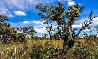 Imagem: Chácara 10.000m² Com. Califórnia