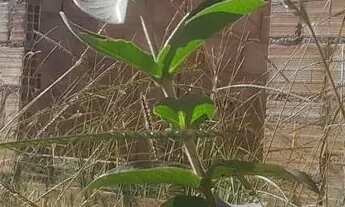 Imagem 2: Terreno com construção inacabada