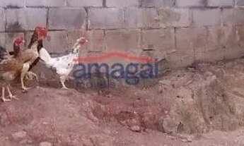 Imagem 5: Terreno no centro c/ 156 m2