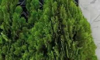 Imagem: Casa em Lagarto, Boa Vista