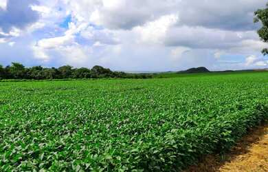Imagem 2: Fazenda em Abadiânia-Go - 201 Hectares