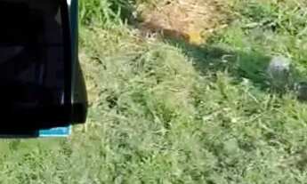 Imagem 3: Terreno canta galo