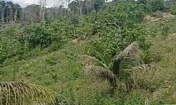 Imagem 7: SÍTIO 7 HECTARES PRÓXIMO A PRESIDENTE FIGUEIREDO - KM 82 - AREA FERTIL - OTIMA PRODUÇÃO