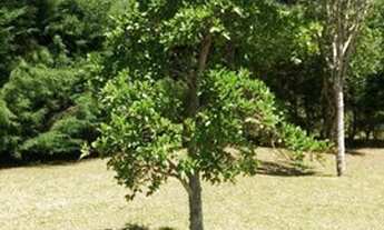 Imagem 4: Chácara para Venda em Centro Triunfo-RS - 1936