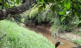 Imagem 14: Roça de Cacau / Sítio em Laje - Bahia