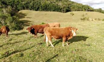 Imagem 6: Fazenda/Sítio/Chácara para venda com metros quadrados em Centro - Rio do Campo - SC