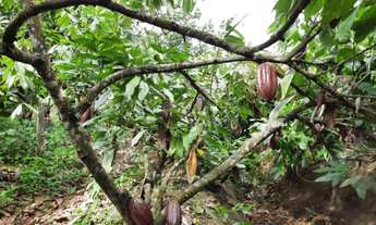 Imagem 8: Roça de Cacau / Sítio em Laje - Bahia