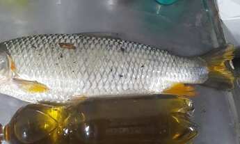 Imagem 6: Rancho de pesca no rio são Francisco