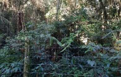 Imagem 3: Chácara ótima oportunidade