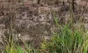 Imagem 5: Lote em Três Marias