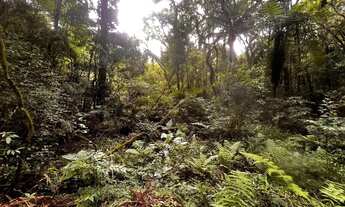 Imagem: Terreno para Venda em São José dos Pinhais