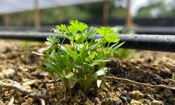 Imagem 3: Terreno com 2 barracão dentro