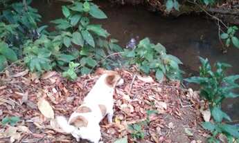 Imagem 4: Fazenda/Sítio/Chácara para venda possui 25000 metros quadrados em Setor Central - Guapó