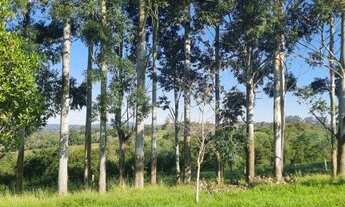 Imagem 6: Sítio 3 hectares em Viamão, 500 metros RS040, para investidor!