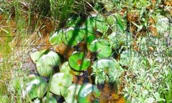 Imagem 7: Fazenda à venda, 270 Hectares por R$ 3.500.000 - Região de Mamanguape-PB