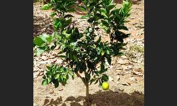 Imagem 5: Vendo chácara Chácara com venda por R$320.000