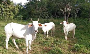 Imagem: Realize Seu Sonho De um Imovel Rural,Chacaras