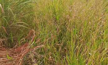 Imagem 2: VENDO ÁGIO DE LOTE