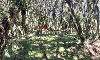 Imagem 7: Chácara em Estrada Geral Contendas - Contendas - São Francisco de Paula/RS