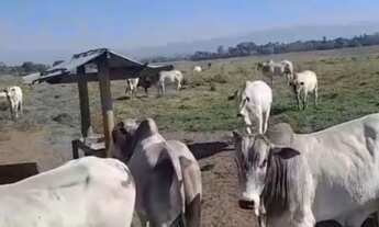 Imagem 6: Fazendas no vale do Paraíba em São José dos Campos