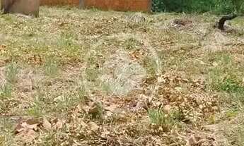 Imagem 2: TERRENO | VENDA| RESIDENCIAL NOVA ESPERANÇA | 450M²