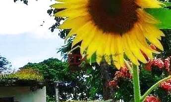 Imagem 4: Chácara - Bom Retiro - 2 Dormitórios - 13.000m² - excelente localização com churrasqueira