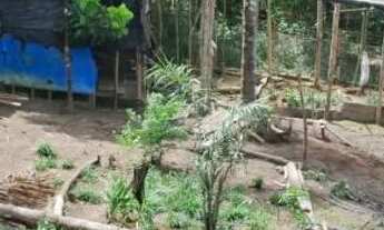 Imagem 6: Sítio Ramal do Urubuí - Presidente Figueiredo AM