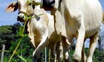 Imagem 3: Venda de uma belíssima e ampla fazenda/ Por 450mil à vista