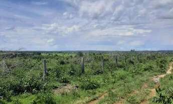 Imagem 3: FAZENDA À VENDA EM GOIANORTE TO 1.210 HECTARES (DUPLA APTIDÃO