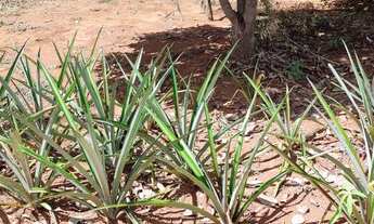 Imagem 4: Vendo chácara Chácara com venda por R$320.000