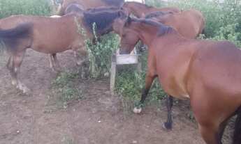 Imagem 2: Fazenda com 6.500.000m2 na AM-254 Careiro Castanho. Ótimas Benfeitorias e muitos Ativos