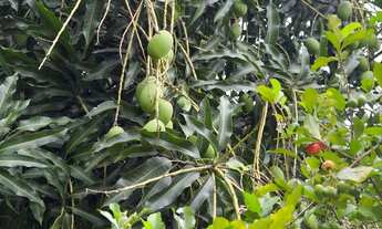 Imagem 6: Chácara Chácara com venda por R$225.000