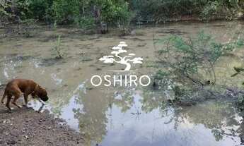 Imagem 5: Vendo 5 Alqueires, sendo 24.2 Hectares Eem ARAGUAPAZ - GO - CÓD. 14002