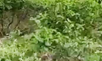 Imagem 5: ATINS/MA: VENDO BEIRA DO RIO