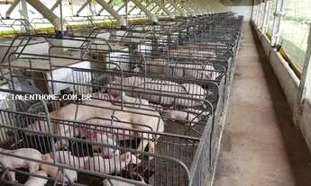 Imagem 3: Área Rural para Venda em Ouro Verde do Oeste