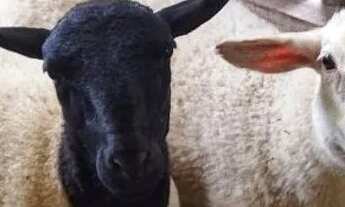 Imagem 4: Chácara para temporada em São Roque