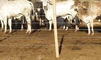 Imagem 5: Fazenda 3 quartos para Venda Amaral, Unaí
