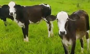 Imagem: Arrendo sitio ou chacara