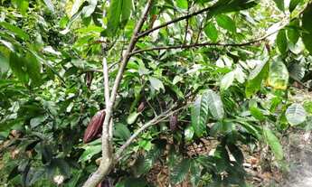 Imagem 7: Roça de Cacau / Sítio em Laje - Bahia