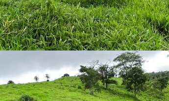 Imagem 5: Fazenda de 33 alqueires em Ivolândia - Goiás